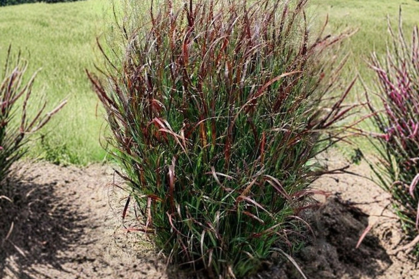 FREE SHIPPING Hot Rod Grass Plug Starter Plant | Live Panicum virgatum 'Hot Rod' | Red Switch Grass Ornamental Grass