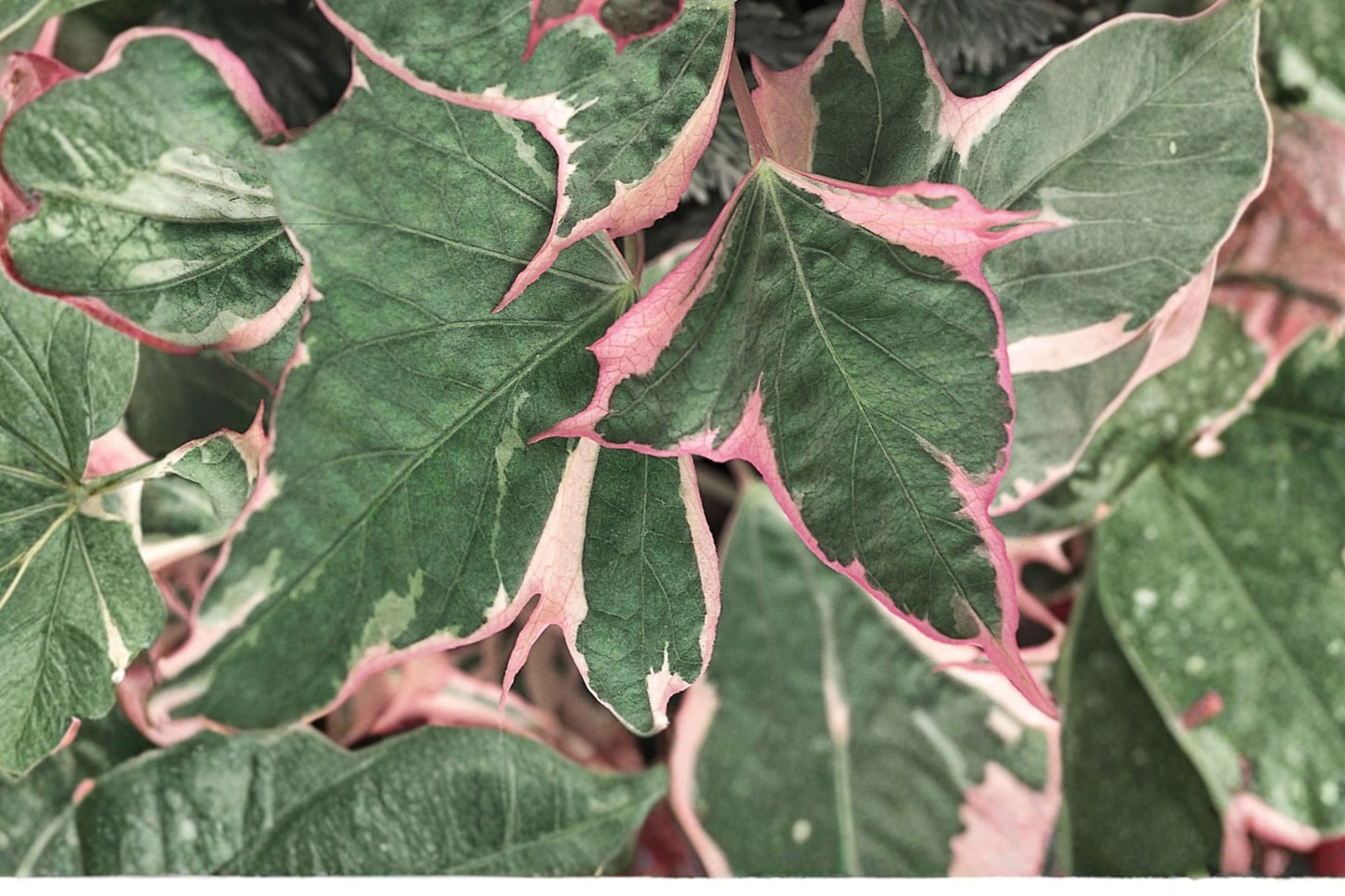 FREE SHIPPING Tricolor Sweet Potato Vine Starter Plant | Live Ipomoea batatas 'Tricolor' | Variegated Pink Foliage Vine