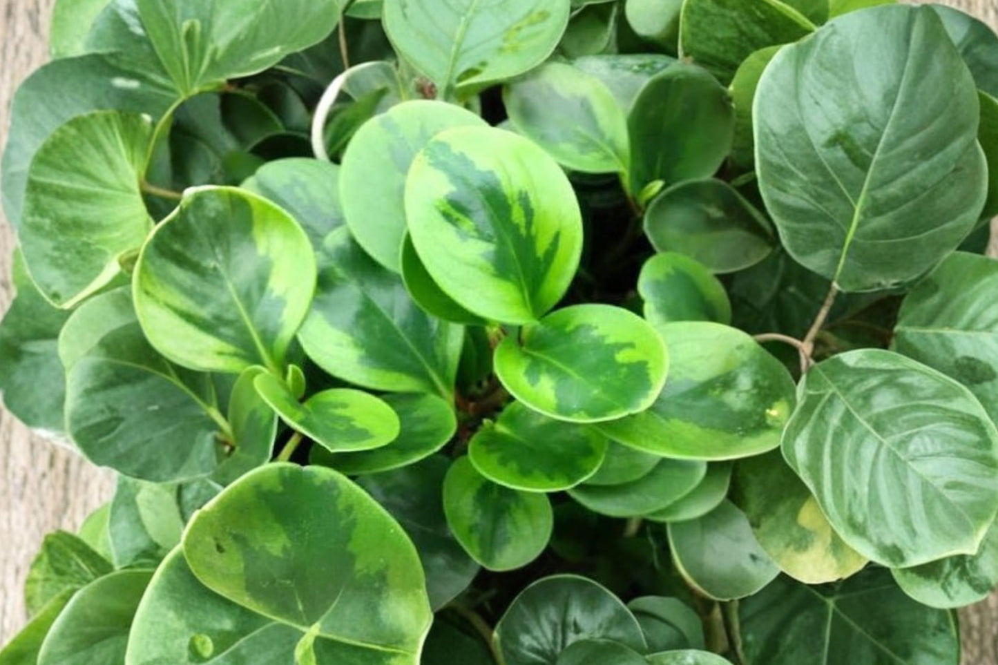 FREE SHIPPING Peperomia Lemon Lime Starter Plant | Live Peperomia clusiifolia 'Lemon Lime' | Variegated Houseplant