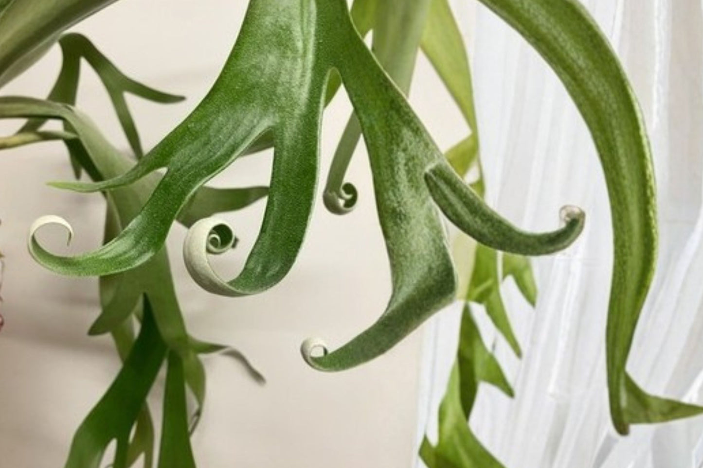 Platycerium FoongSiQi Starter Plant | Live Platycerium 'FoongSiQi' | Rare Staghorn Fern Houseplant