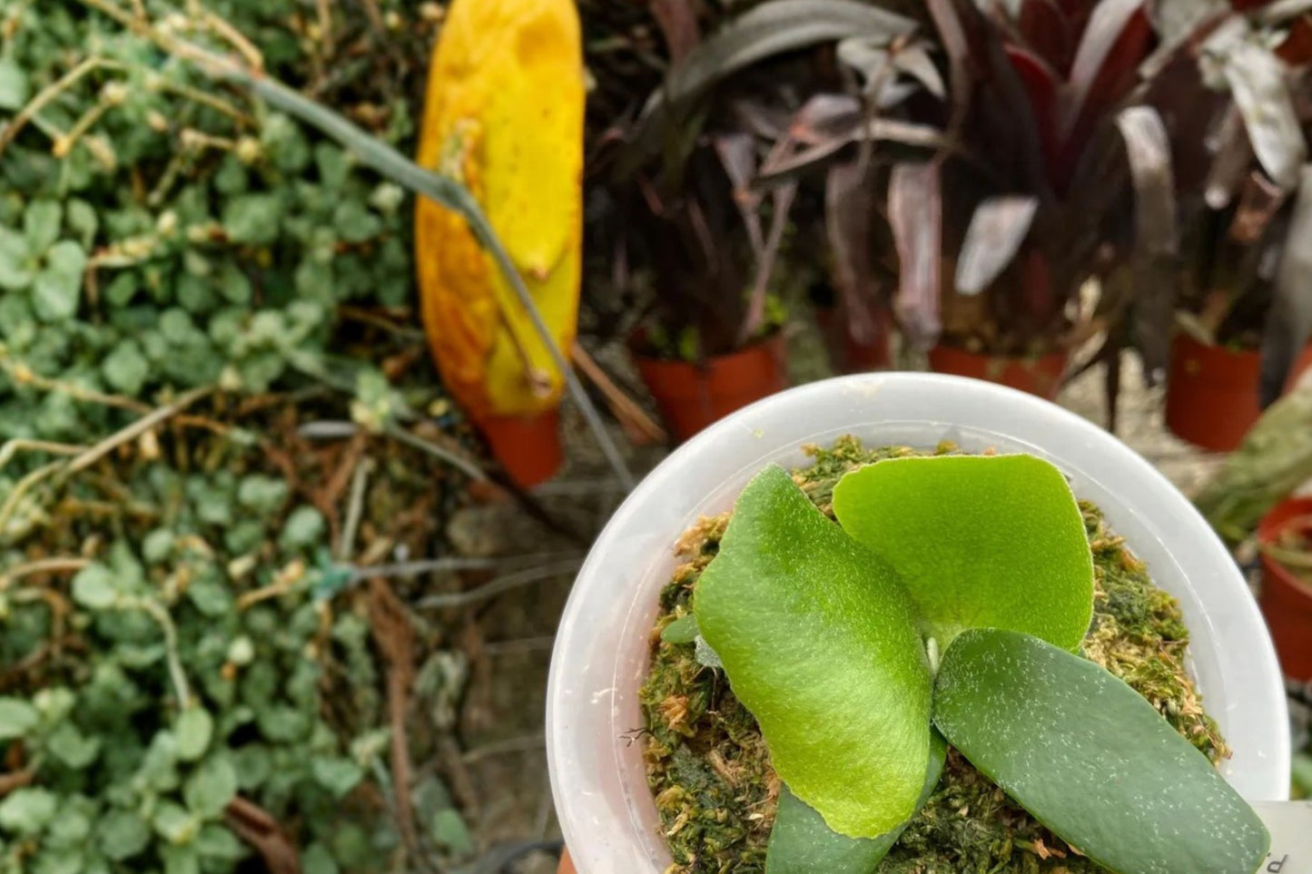 Platycerium FoongSiQi Starter Plant | Live Platycerium 'FoongSiQi' | Rare Staghorn Fern | Collector Houseplant