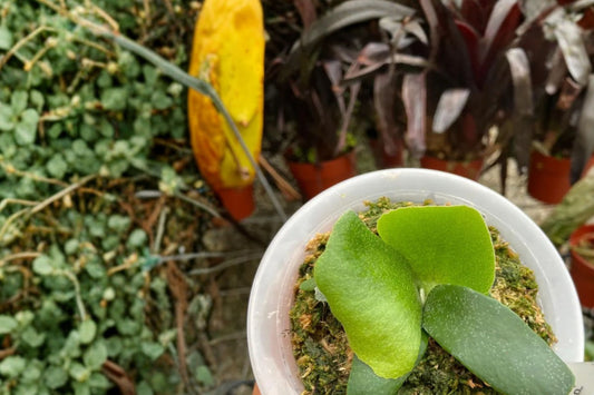 Platycerium FoongSiQi Starter Plant | Live Platycerium 'FoongSiQi' | Rare Staghorn Fern | Collector Houseplant