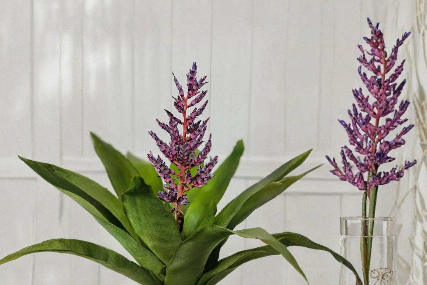 Aechmea 'Blue Tango' Bromeliad Cutting | Live Aechmea 'Blue Tango' Pup | Rare Tropical Bromeliad Houseplant