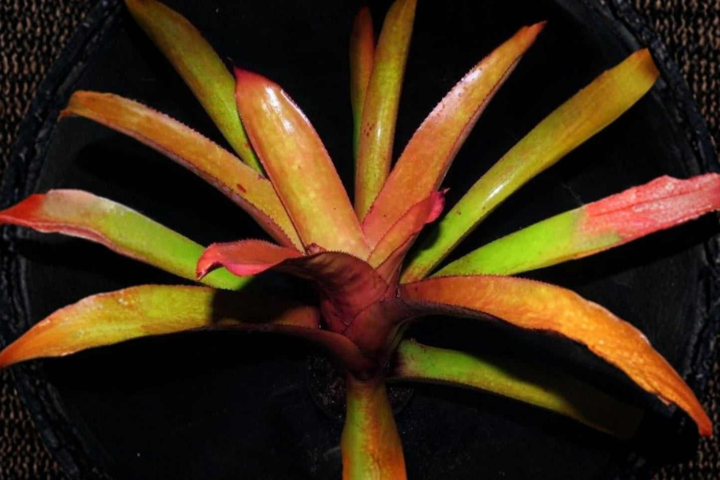 Aechmea 'By Golly' Bromeliad Cutting | Live Aechmea 'By Golly' Pup | Rare Tropical Bromeliad Houseplant