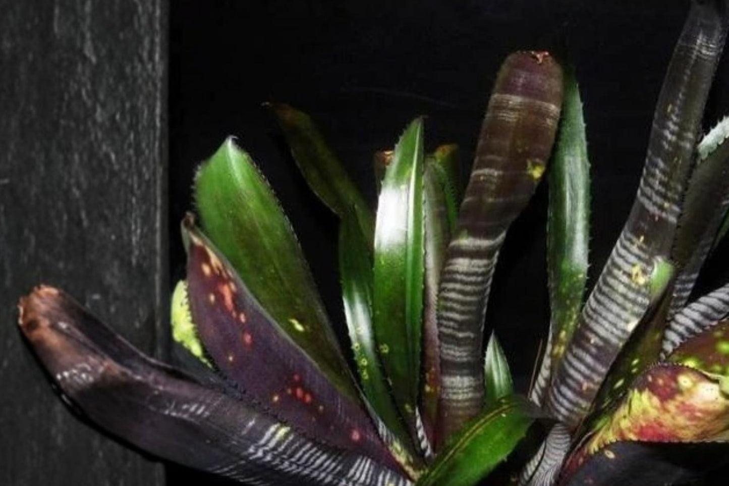 Billbergia 'Darth Vader' Bromeliad Cutting | Live Billbergia 'Darth Vader' Pup | Rare Tropical Bromeliad Houseplant
