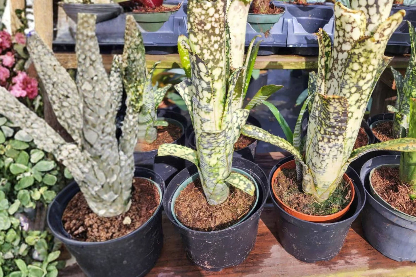 Billbergia 'Lots of Spots' Bromeliad Cutting | Live Billbergia 'Lots of Spots' Pup | Rare Tropical Houseplant
