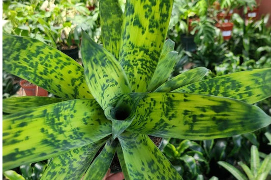 Vriesea ospinae 6 Inch Potted Bromeliad | Live Vriesea ospinae Tropical Houseplant | Rare Collector Plant