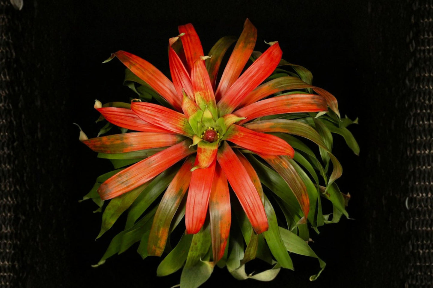 Guzmania sanguinea Bromeliad Cutting | Live Guzmania sanguinea Pup | Rare Tropical Bromeliad Houseplant