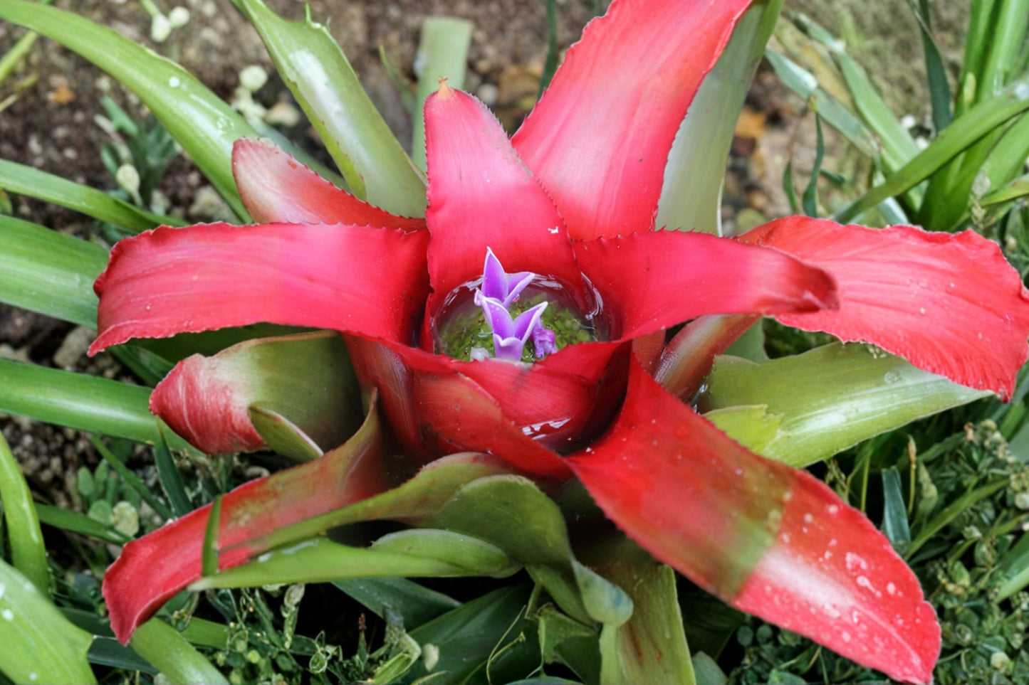 Neoregelia (carolinae x concentrica) Bromeliad Cutting | Live Neoregelia Hybrid Pup | Rare Tropical Houseplant