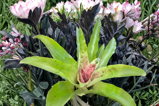 Aechmea pectinata Bromeliad Cutting | Live Aechmea pectinata Pup | Rare Tropical Bromeliad Houseplant