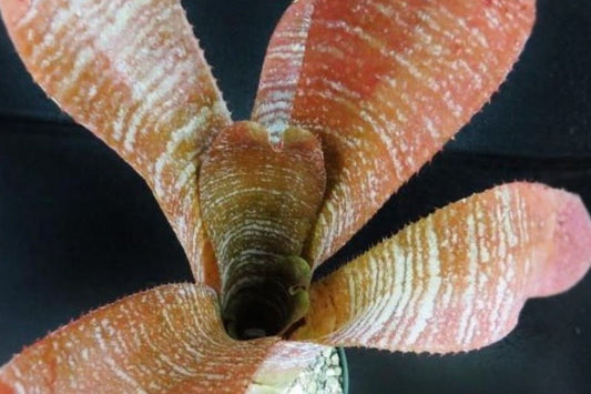 Hohenbergia 'Fudge Ripple' Live Plant | Rare Hohenbergia 'Fudge Ripple' Tropical Bromeliad | Collector Houseplant