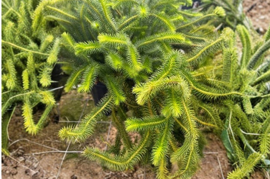 Huperzia squarrosa Live Plant | Rare Huperzia squarrosa Tassel Fern | Hanging Club Moss | Tropical Collector Houseplant