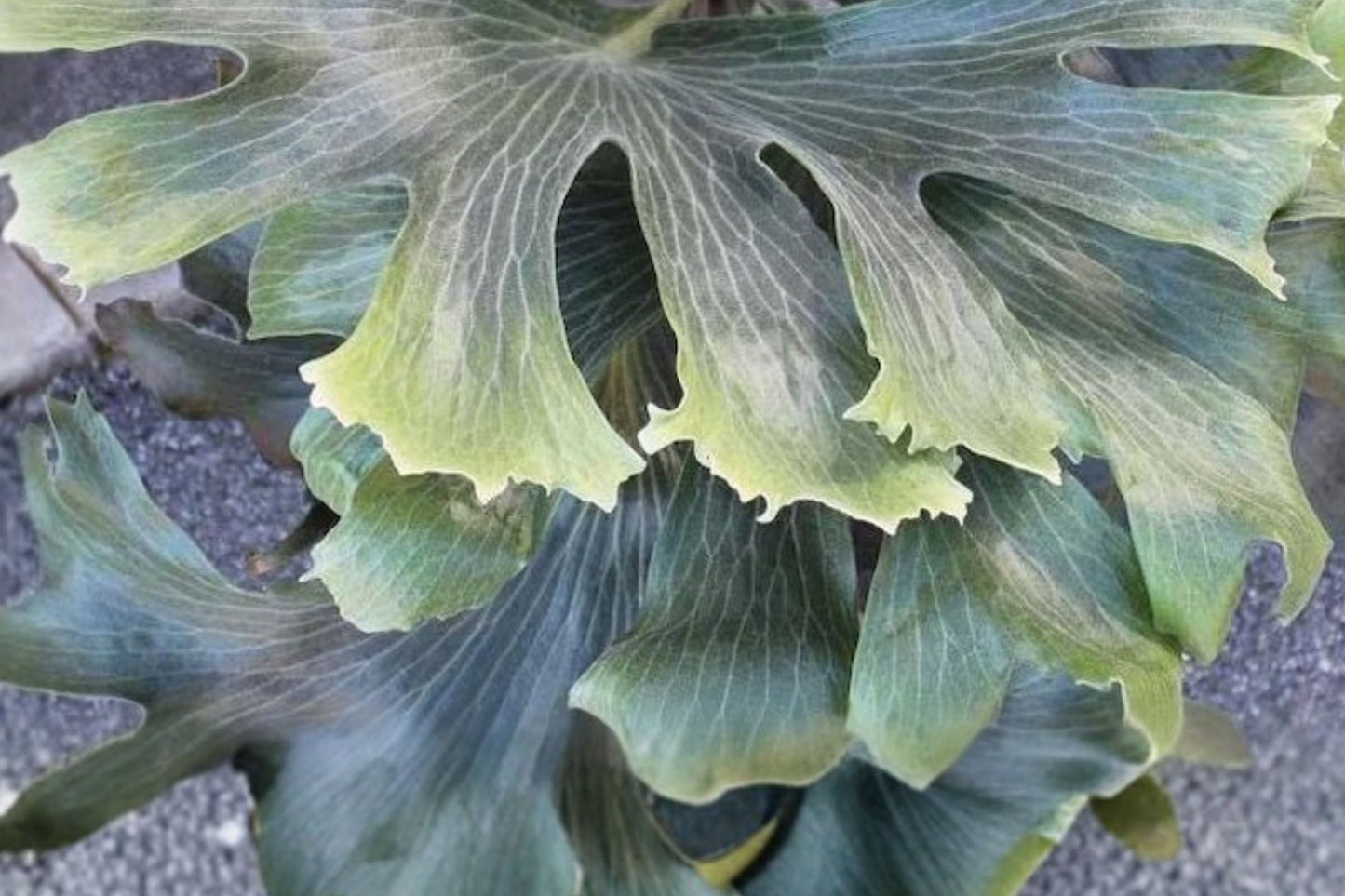 Platycerium hillii 'Mio' Live Plant | Rare Platycerium hillii 'Mio' Staghorn Fern | Collector Houseplant