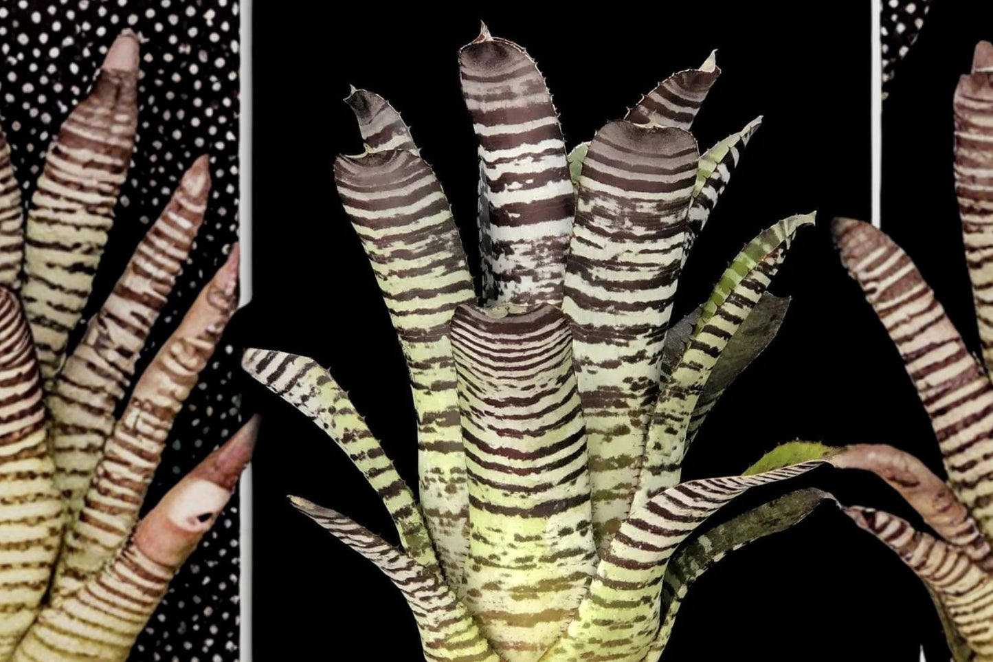 Aechmea chantinii 'DeLeon' 6 Inch Potted Bromeliad | Live Aechmea chantinii 'DeLeon' | Rare Tropical Houseplant