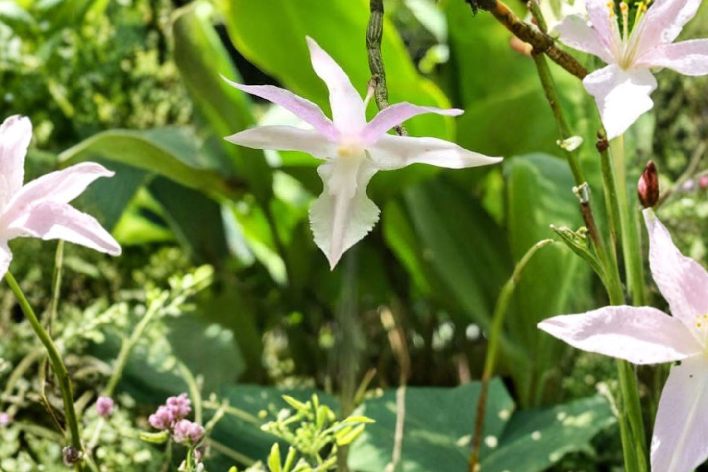 Dendrobium klabatense Bare Root Orchid | Live Dendrobium klabatense Bare Root Live Plant | Rare Species Orchid
