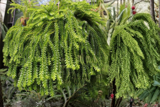 Huperzia phlegmaria Tassel Fern | Live Huperzia phlegmaria Clubmoss | Multiple Sizes Available | Rare Hanging Houseplant