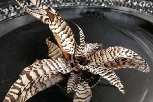 Cryptanthus 'Absolute Zero' 4 Inch Potted Earth Star Bromeliad | Live Cryptanthus 'Absolute Zero' | Rare Houseplant
