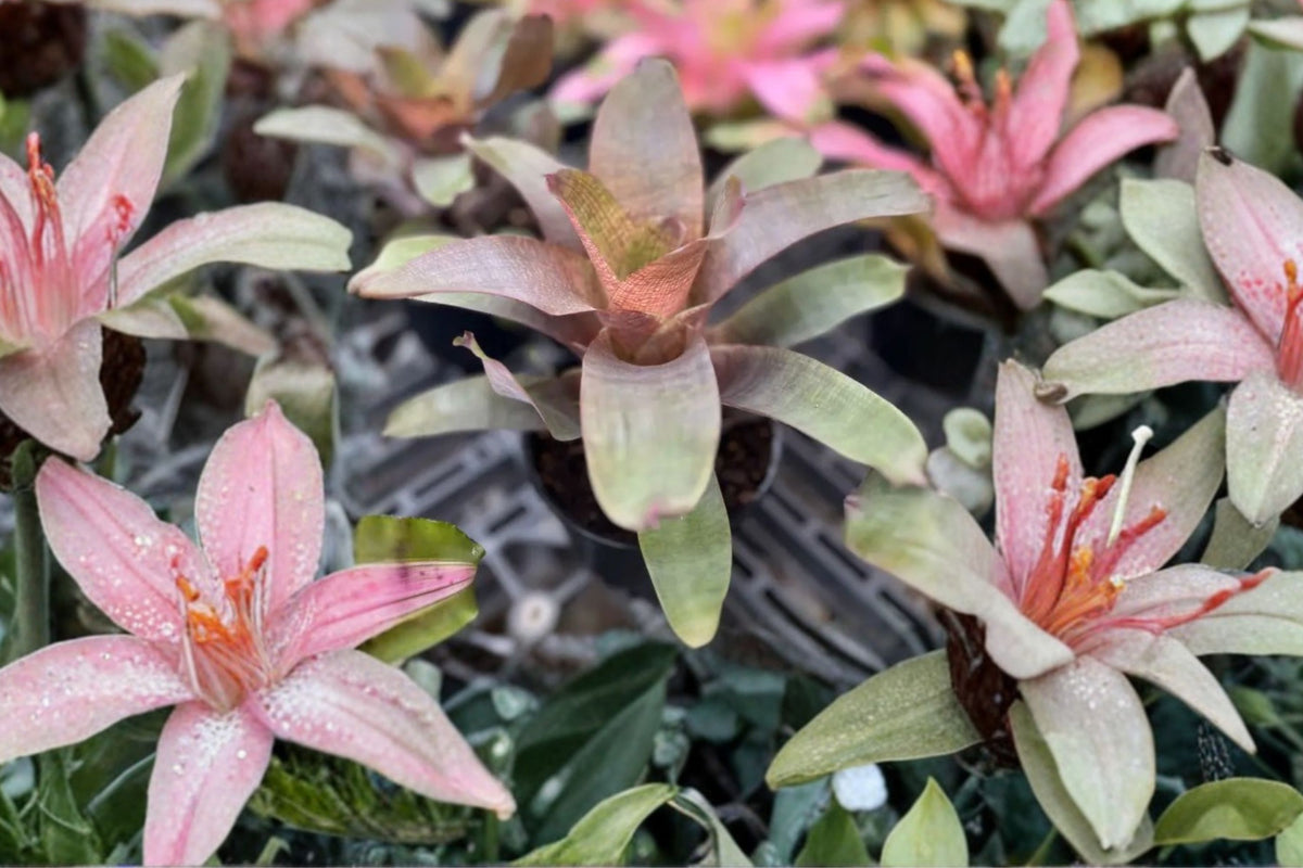 Vriesea 'Sherlette' 6 Inch Potted Bromeliad | Live Vriesea 'Sherlette' | Rare Tropical Houseplant