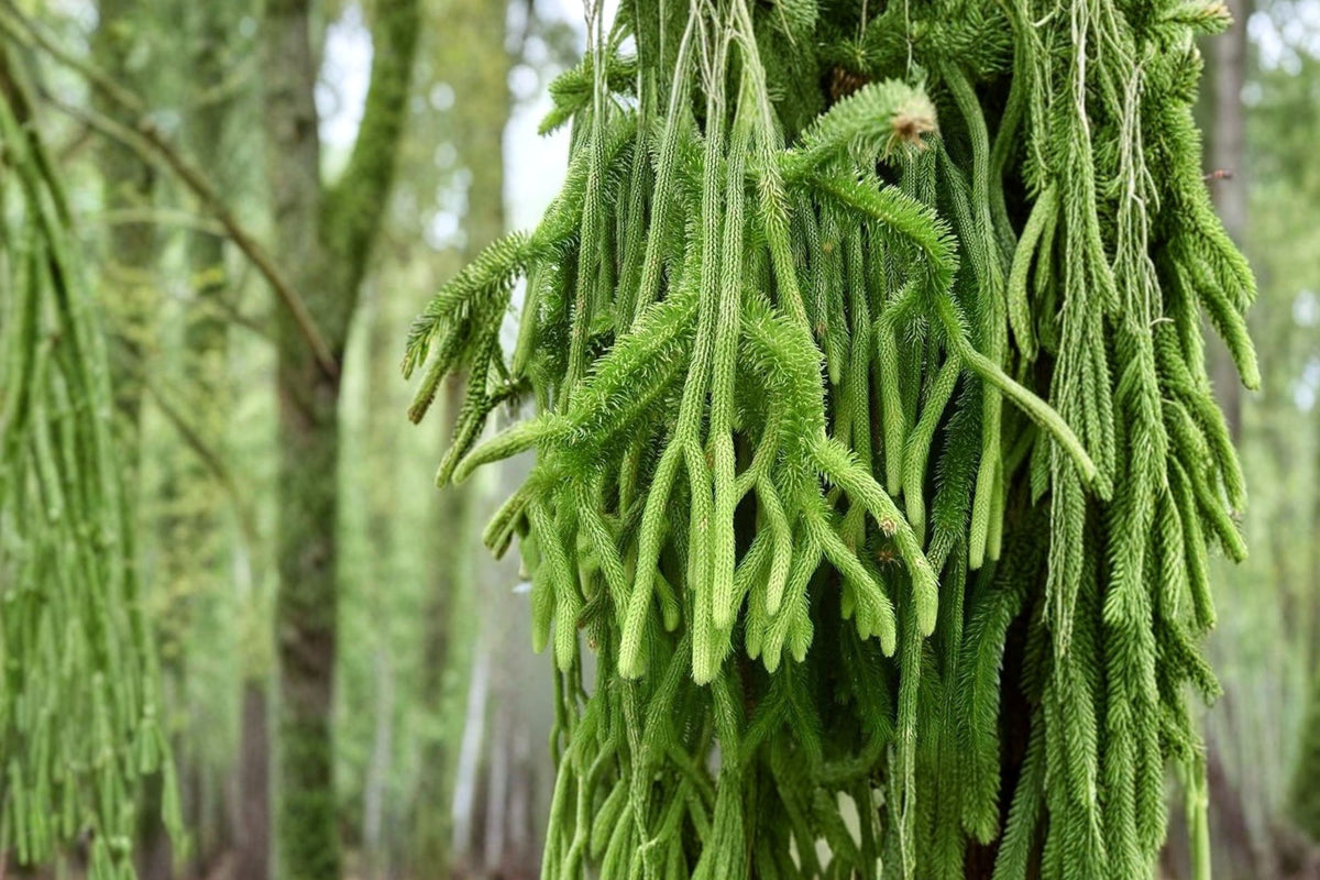 Huperzia Sp. 'Hexagon' Tassel Fern | Live Huperzia sp. 'Hexagon' | Rare Trailing Clubmoss Houseplant
