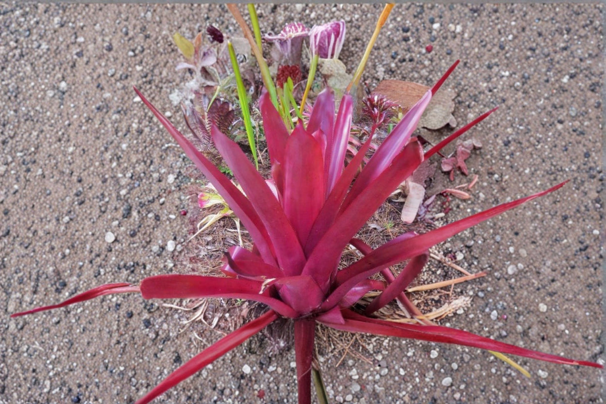 Aechmea 'Pinot Noir' Bromeliad Cutting 16-18 Inch Tall | Live Aechmea 'Pinot Noir' Pup | Rare Tropical Houseplant