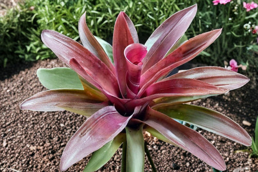 Neoregelia 'Bird Rock' Bromeliad Cutting | Live Neoregelia 'Bird Rock' Pup | Rare Tropical Houseplant