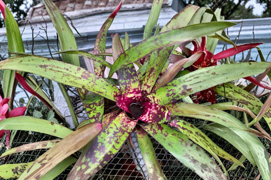 Neoregelia 'Wine + Gold' Bromeliad Cutting | Live Neoregelia 'Wine + Gold' Pup | Rare Tropical Houseplant