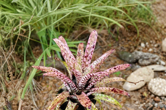 Aechmea orlandiana 'White Knight' Bromeliad Cutting | Live Aechmea orlandiana 'White Knight' Pup | Rare Tropical Houseplant