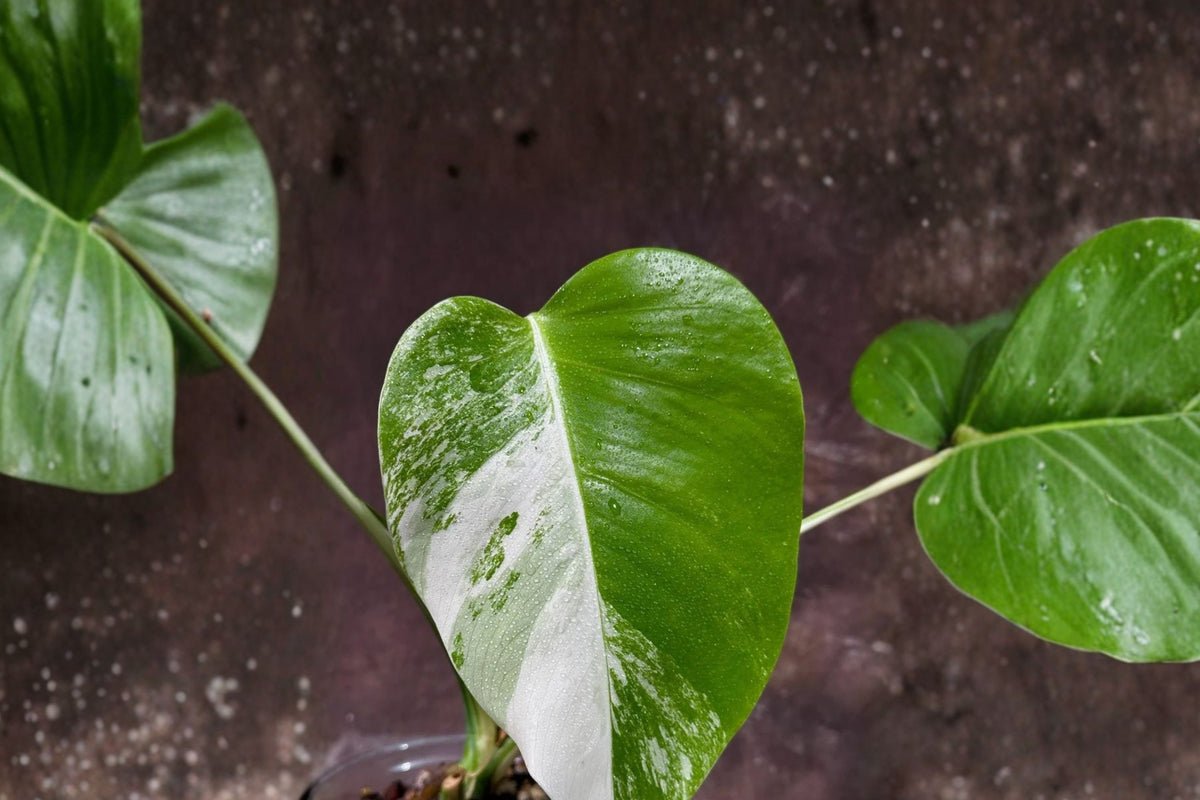 Variegated Monstera Rooted Live Plant | Rooted Monstera deliciosa Albo Variegata | Rare Tropical Houseplant
