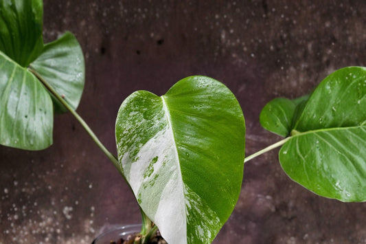 Variegated Monstera Rooted Live Plant | Rooted Monstera deliciosa Albo Variegata | Rare Tropical Houseplant