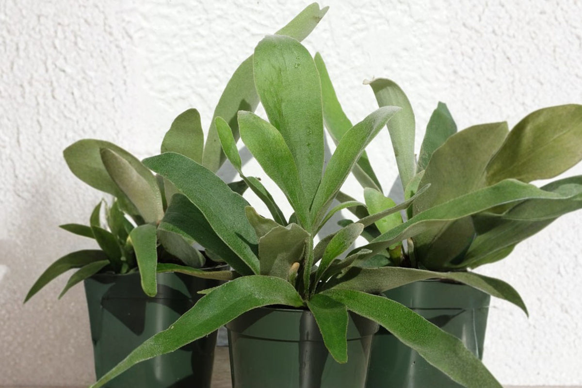 Platycerium 'French Silver' 6 Inch Staghorn Fern | Live Platycerium 'French Silver' | Rare Tropical Houseplant