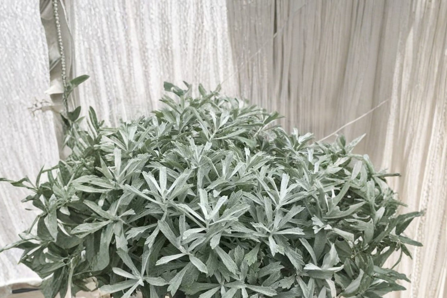 Artemisia 'Garden Ghost' Live Plant | Artemisia 'Garden Ghost' Silver Perennial | Hardy Landscape Plant