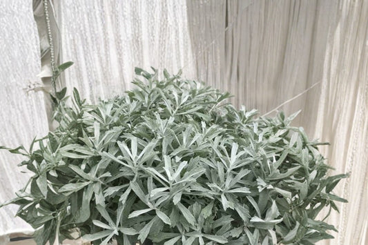 Artemisia 'Garden Ghost' Live Plant | Artemisia 'Garden Ghost' Silver Perennial | Hardy Landscape Plant