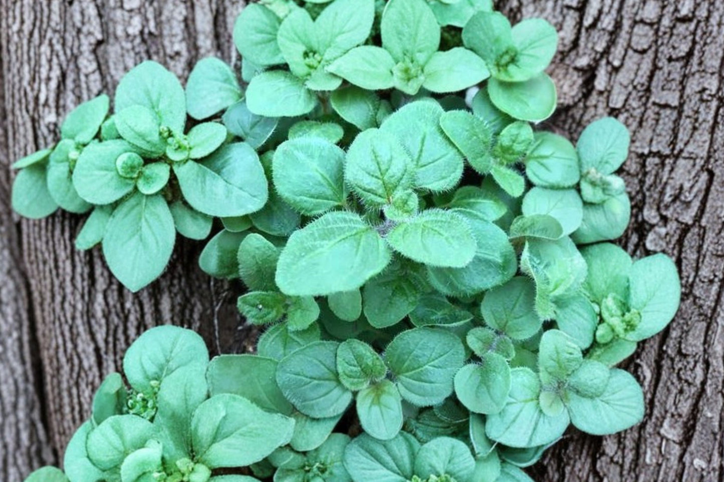 Pizza Oregano Live Plant | Origanum vulgare Herb Plant | Culinary Oregano for Pizza, Pasta & Herb Gardens