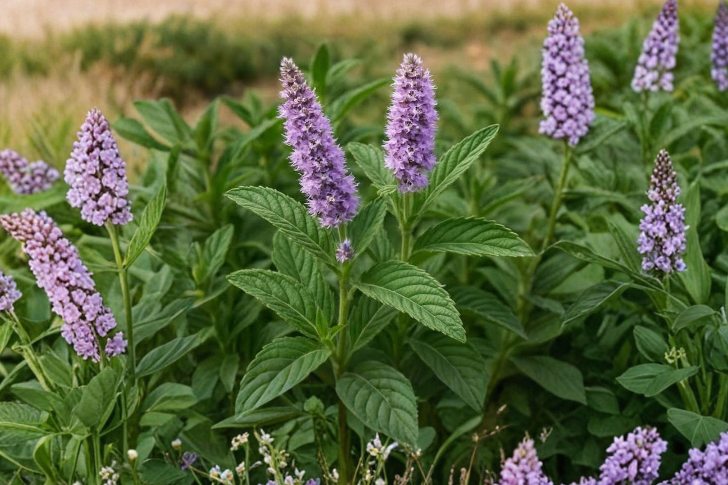 Persian Mint Live Plant | Mentha longifolia Herb Plant | Aromatic Culinary & Tea Herb for Herb Gardens