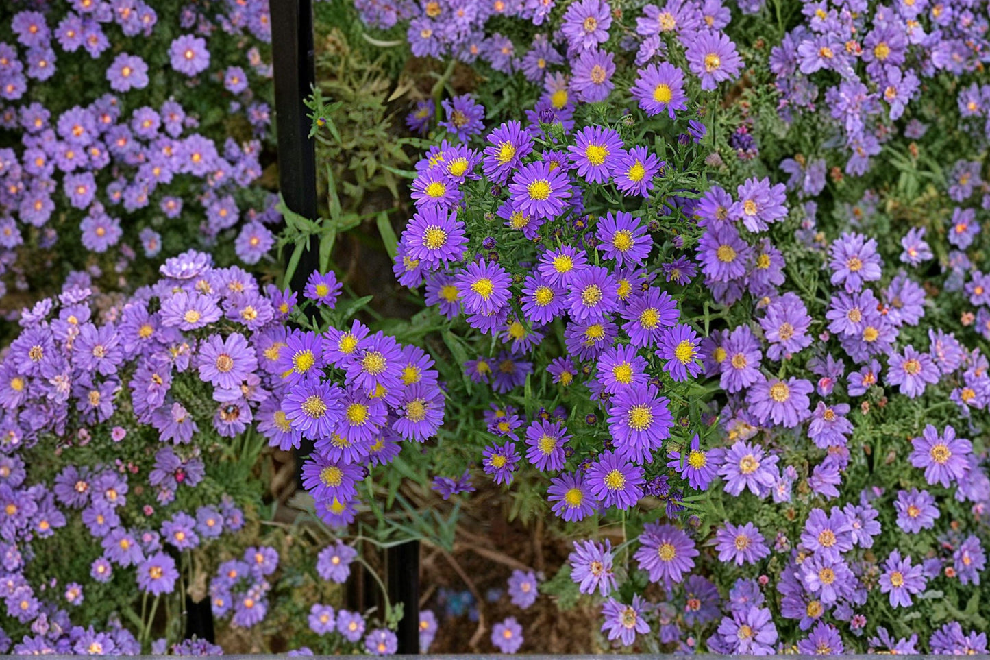 Kickin® Amethyst Aster Live Plant | Symphyotrichum 'Kickin Amethyst' | Purple Perennial Pollinator Garden Plant