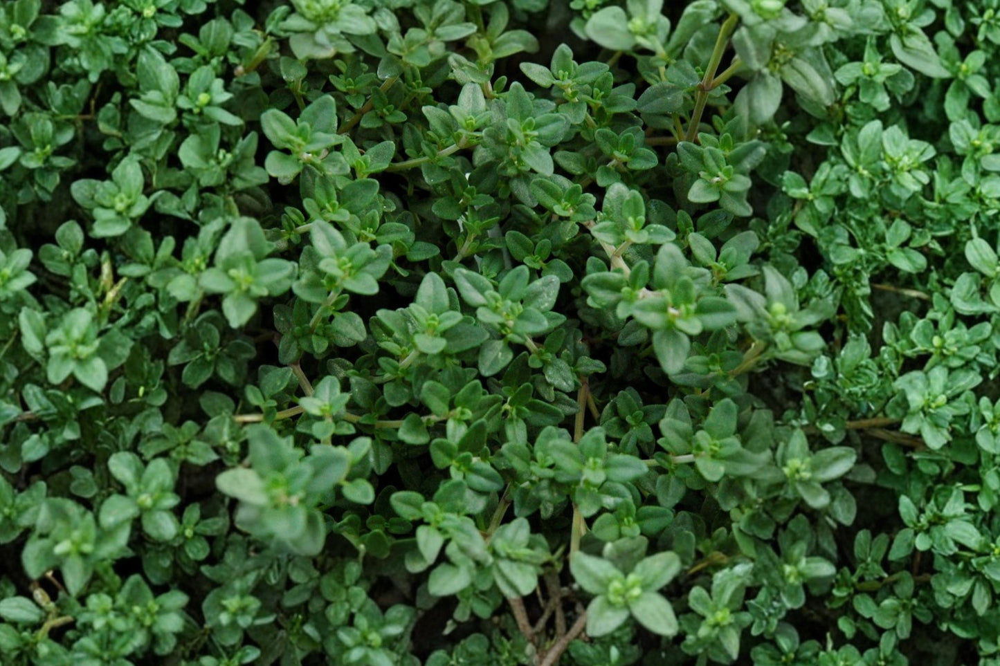 Miniature Narrow Leaf English Thyme Live Plant | Thymus vulgaris Herb Plant | Culinary Herb for Herb Gardens & Containers