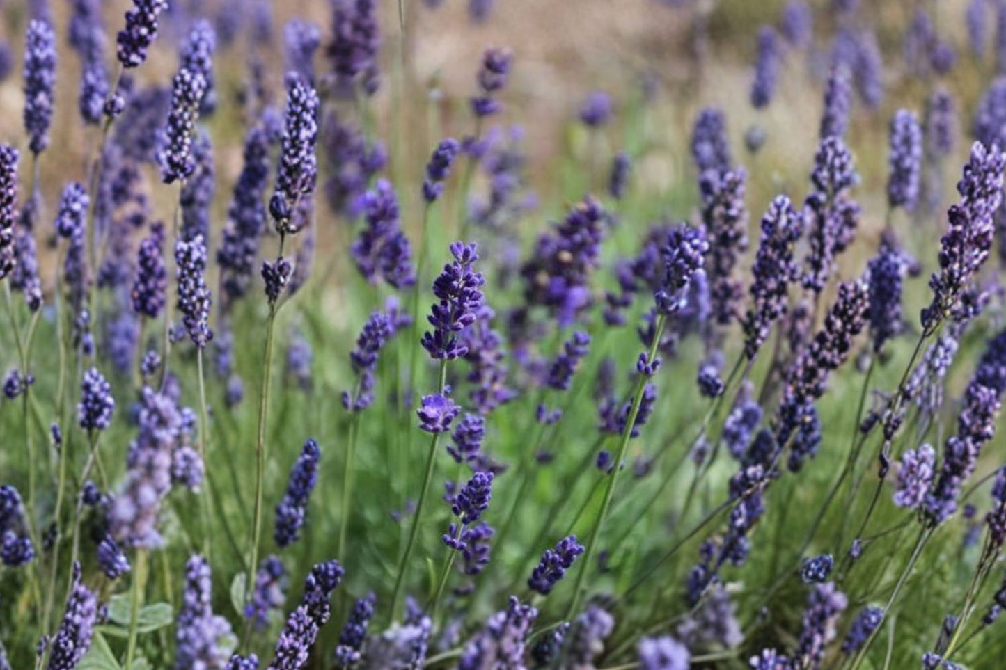 Blue Jeans Lavender Live Plant | Lavandula angustifolia 'Blue Jeans' | Fragrant English Lavender Perennial Herb