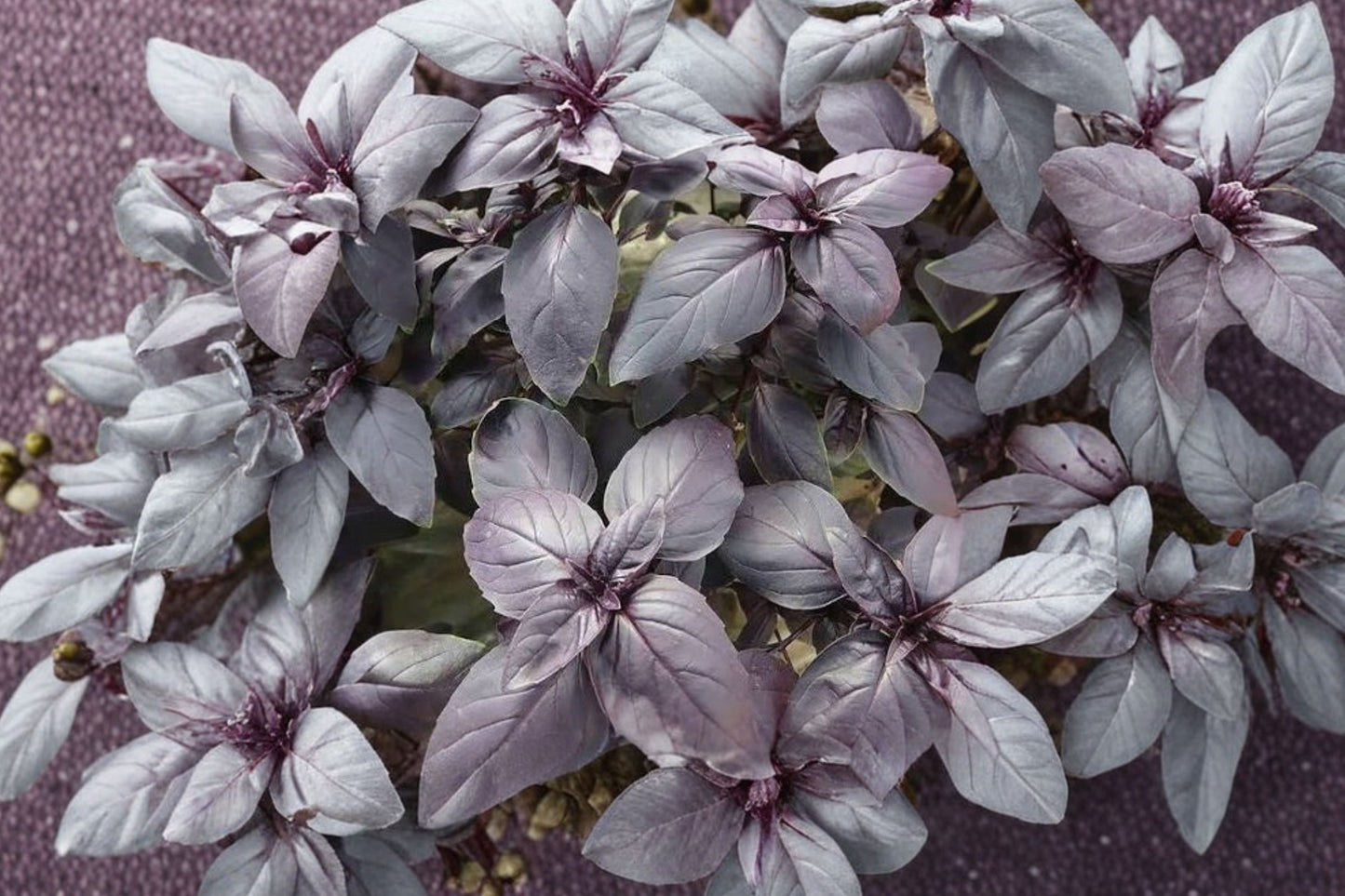 Doron Prospera® DMR Purple Sweet Basil Live Plant | Ocimum basilicum | Disease Resistant Culinary Herb