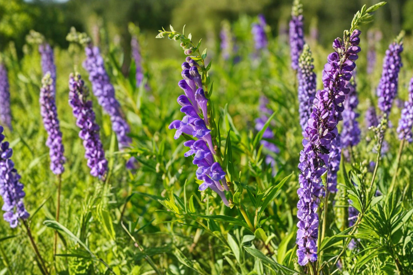 Barbed Skullcap Live Plant | Scutellaria barbata | Chinese Skullcap Medicinal Herb Perennial Garden Plant