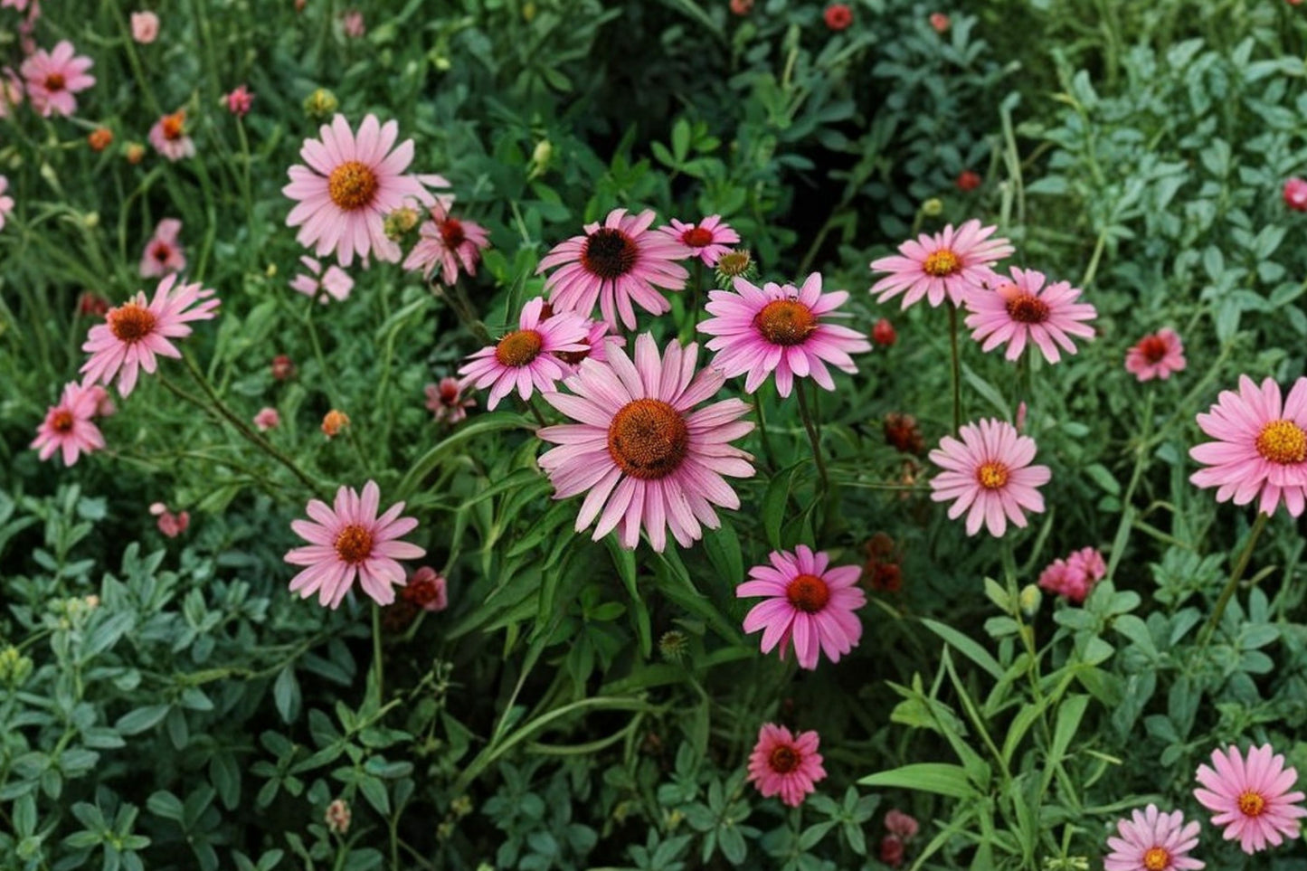 Bravado Coneflower Live Plant | Echinacea purpurea 'Bravado' | Pink Purple Perennial Pollinator Garden Plant
