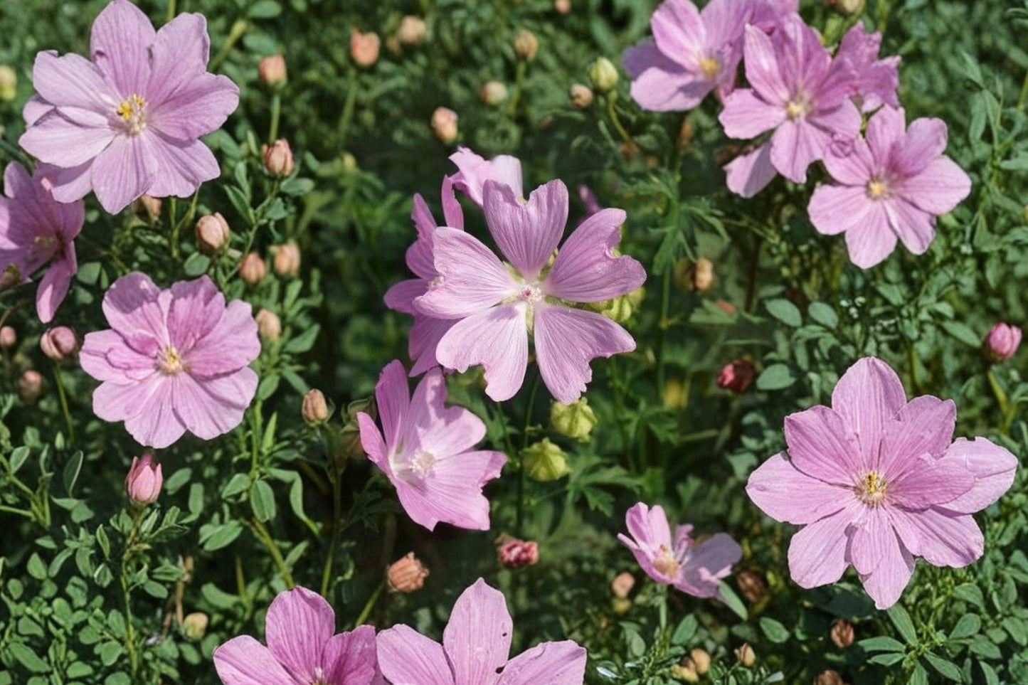 Fastigiate Hollyhock Mallow Live Plant | Malva alcea var. fastigiata | Upright Pink Perennial Cottage Garden Flower