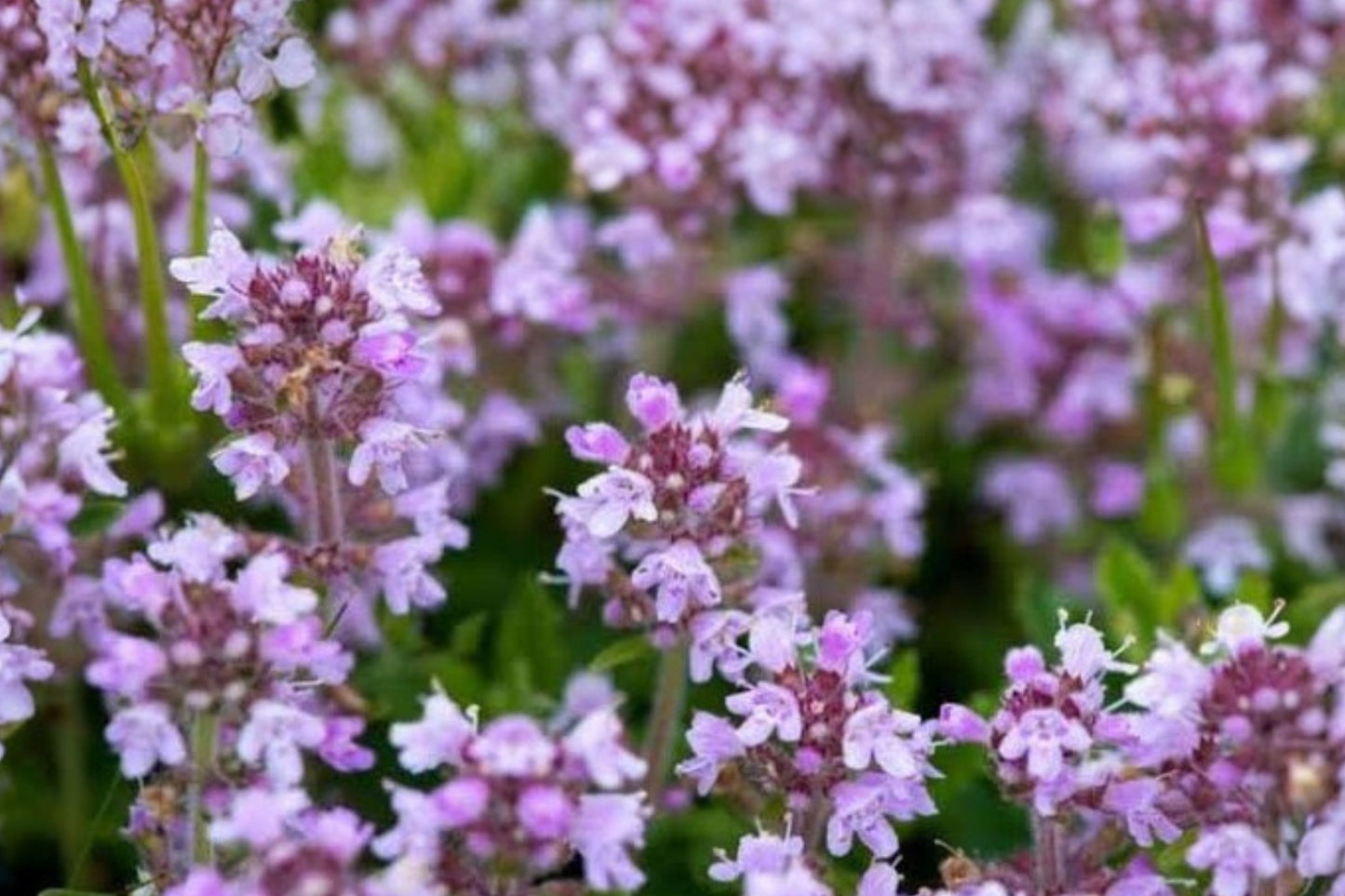 Tufted Thyme Live Plant | Thymus comosus | Rare Aromatic Perennial Herb for Rock Gardens & Ground Cover