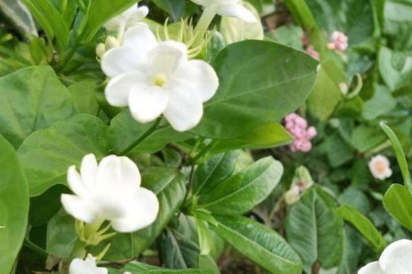 Maid of Orleans Jasmine Live Plant | Jasminum sambac 'Maid of Orleans' | Fragrant Arabian Jasmine Houseplant