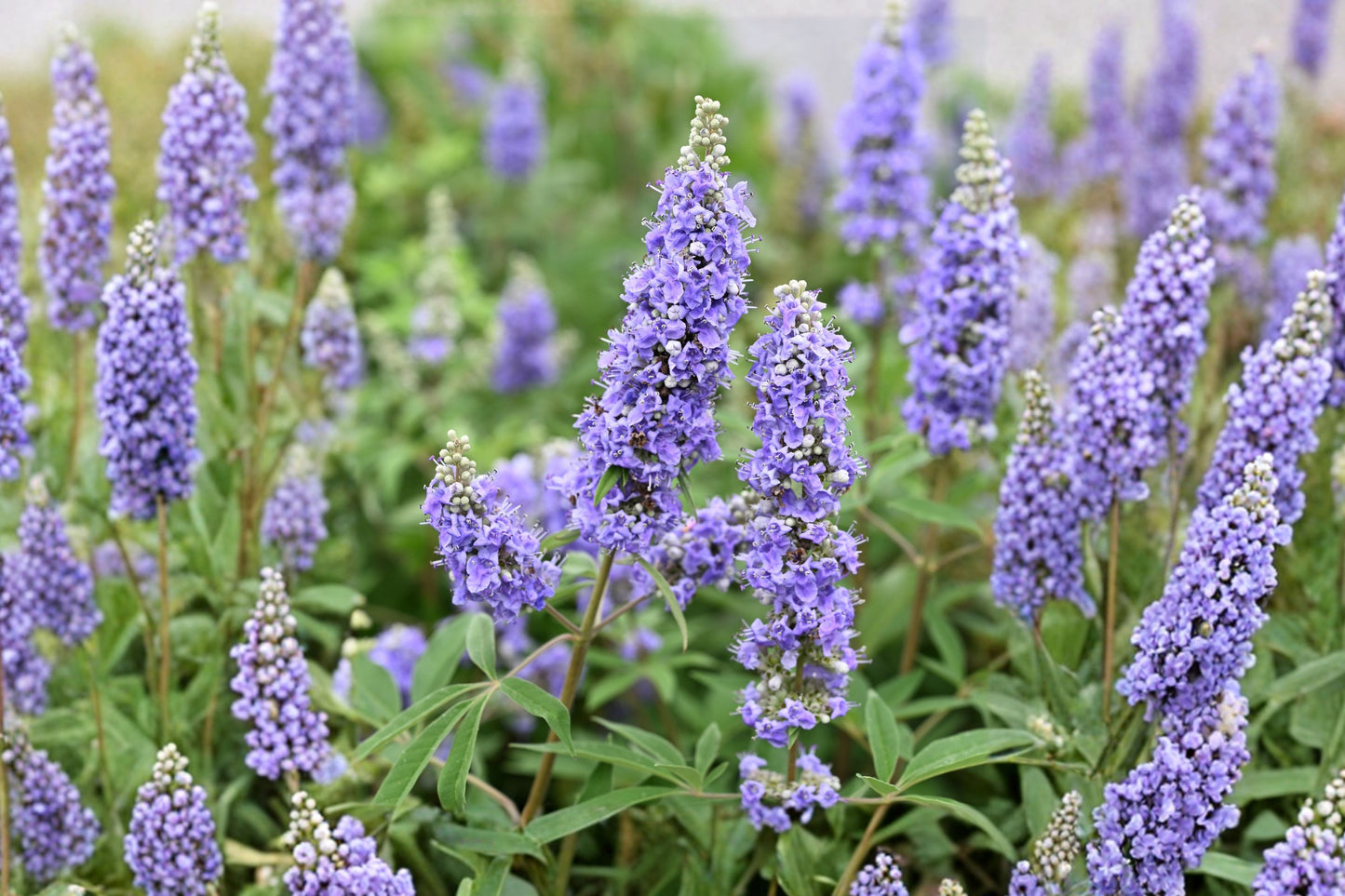 Shoal Creek Chaste Tree Live Plant | Vitex agnus-castus 'Shoal Creek' | Purple Flowering Pollinator Tree
