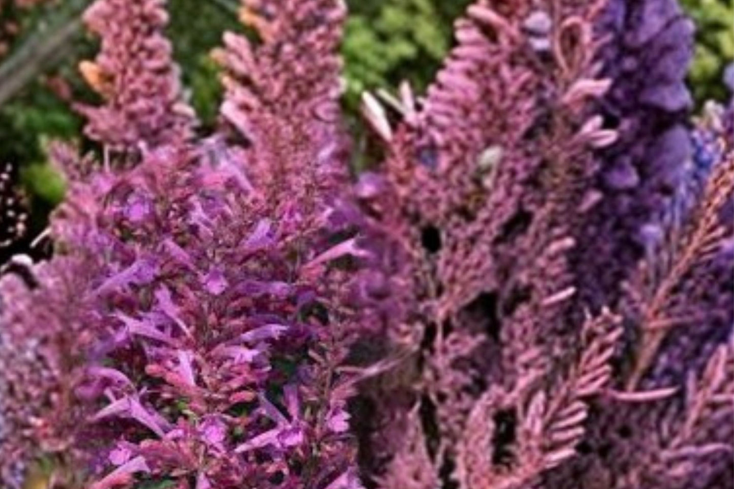 Summerlong™ Lilac Agastache Live Plant | Agastache mexicana | Anise Hyssop Pollinator Perennial Herb