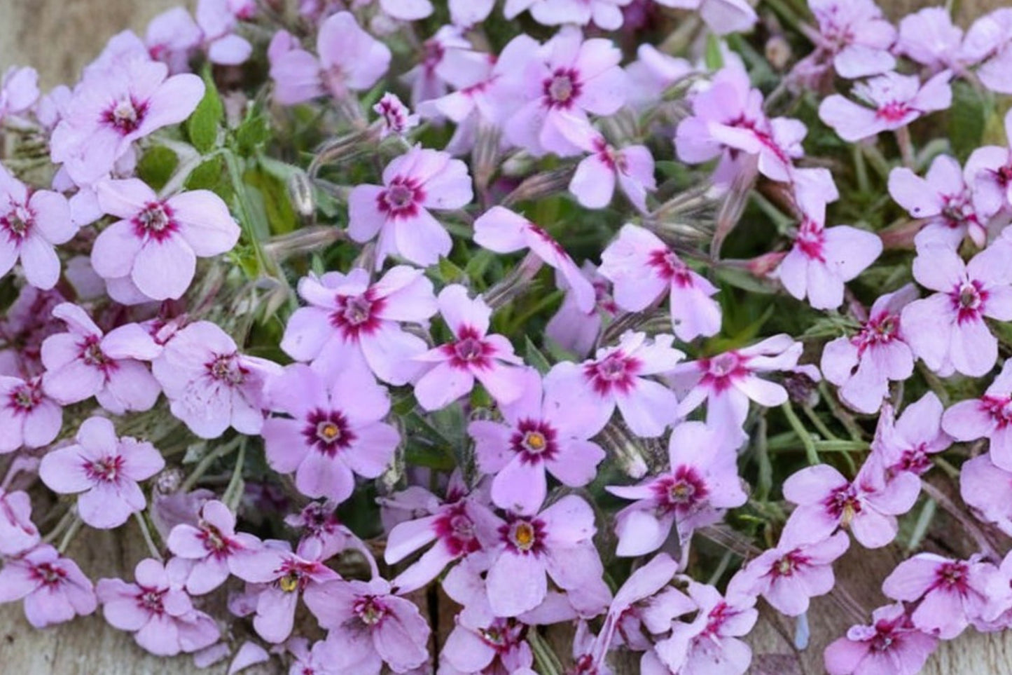 Eye Candy Moss Phlox Live Plant | Phlox subulata 'Eye Candy' | Pink Creeping Phlox Ground Cover Perennial