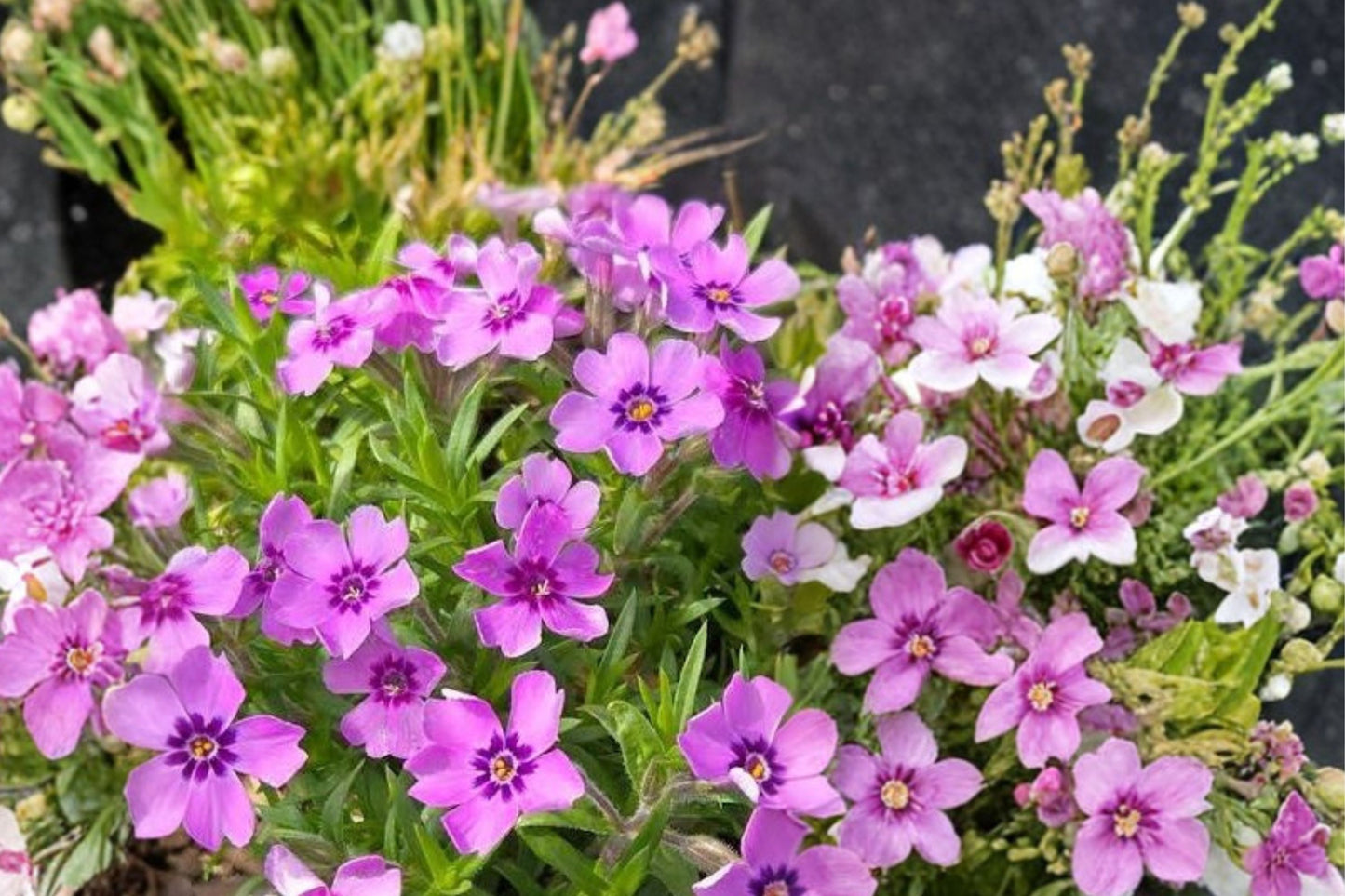 Eye Shadow Moss Phlox Live Plant | Phlox subulata 'Eye Shadow' | Lavender Pink Creeping Phlox Ground Cover Perennial