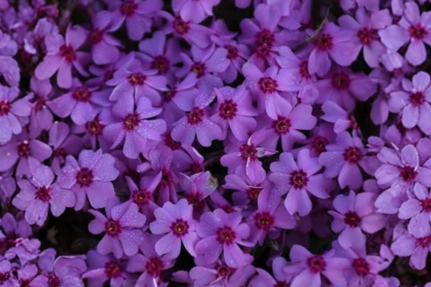 Eye Caramba Moss Phlox Live Plant | Phlox subulata 'Eye Caramba' | Bright Pink Creeping Phlox Ground Cover Perennial