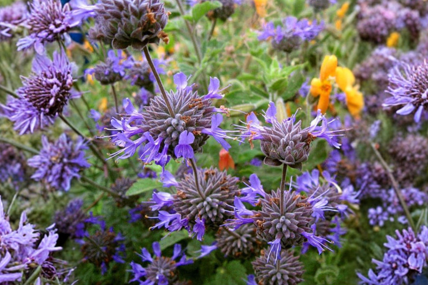 Winnifred Gilman Salvia Live Plant | Salvia clevelandii 'Winnifred Gilman' | Fragrant Blue Sage Pollinator Perennial