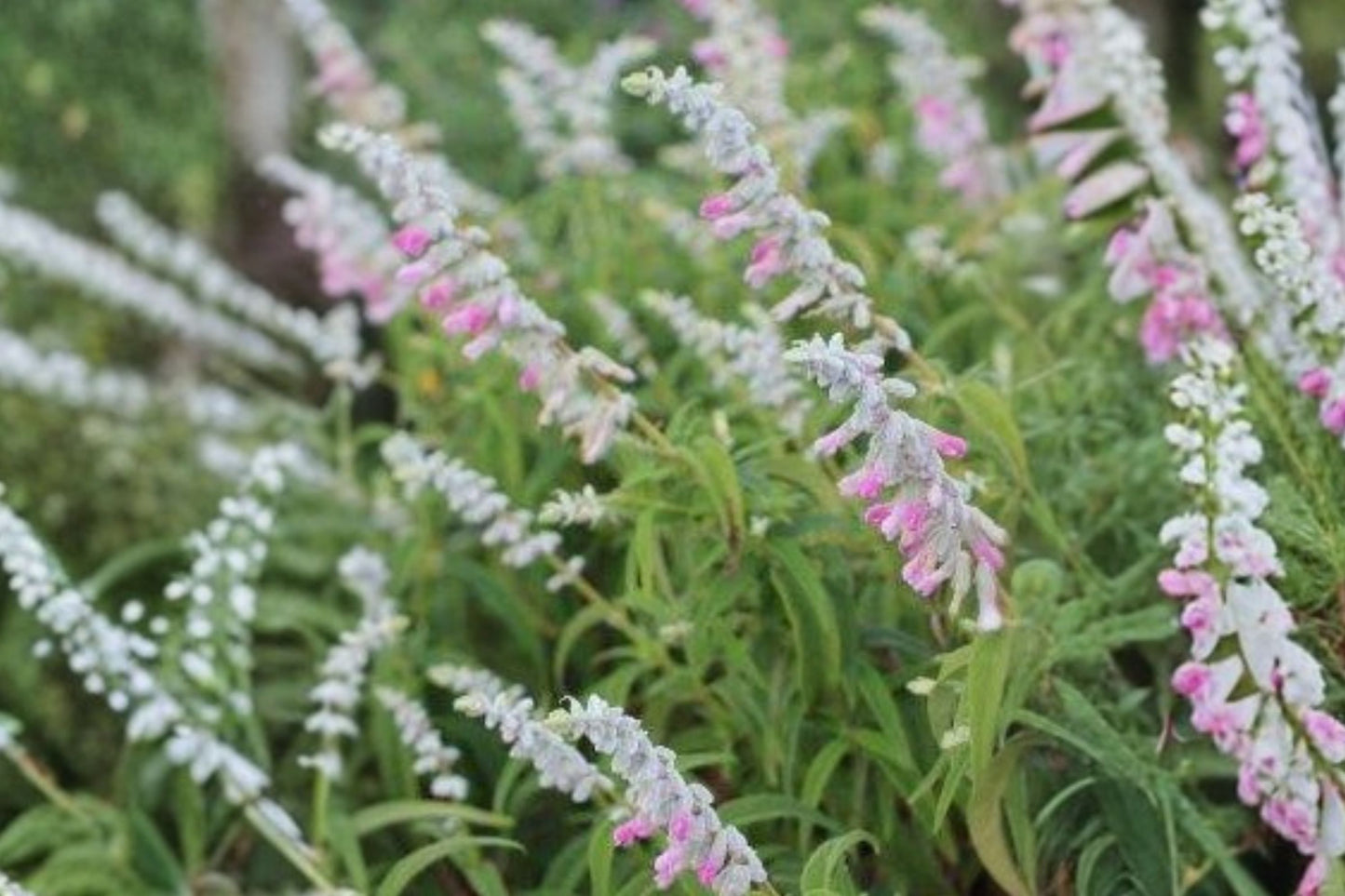 Danielle's Dream Mexican Bush Sage Live Plant | Salvia leucantha 'Danielle's Dream' | Purple Pollinator Perennial